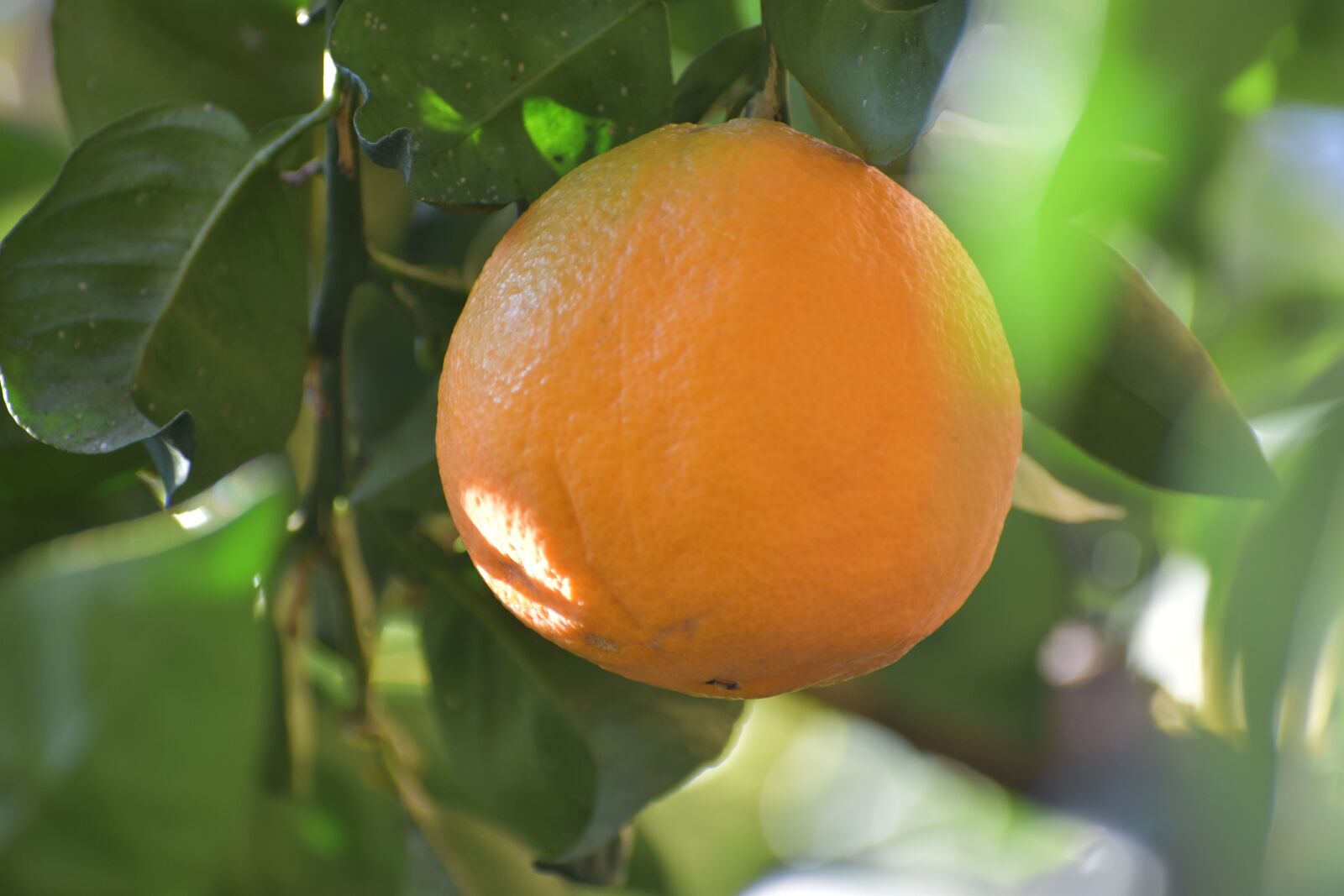 Nikon D5600 sample photo. Orange, oranges, fruit photography