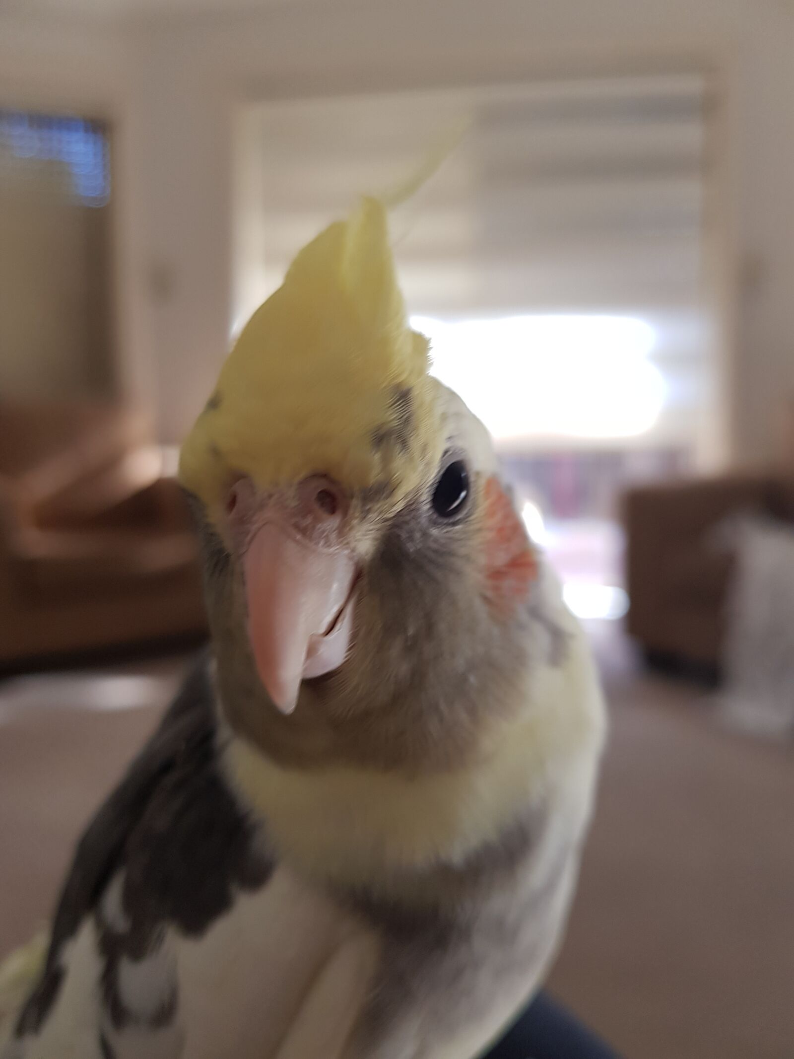Samsung Galaxy S8 sample photo. Bird, cockatiel, animal photography