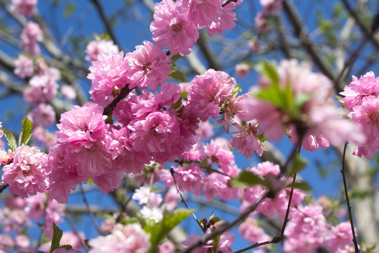 Canon EOS 1200D (EOS Rebel T5 / EOS Kiss X70 / EOS Hi) sample photo. Sakura, bloom, pink flowers photography