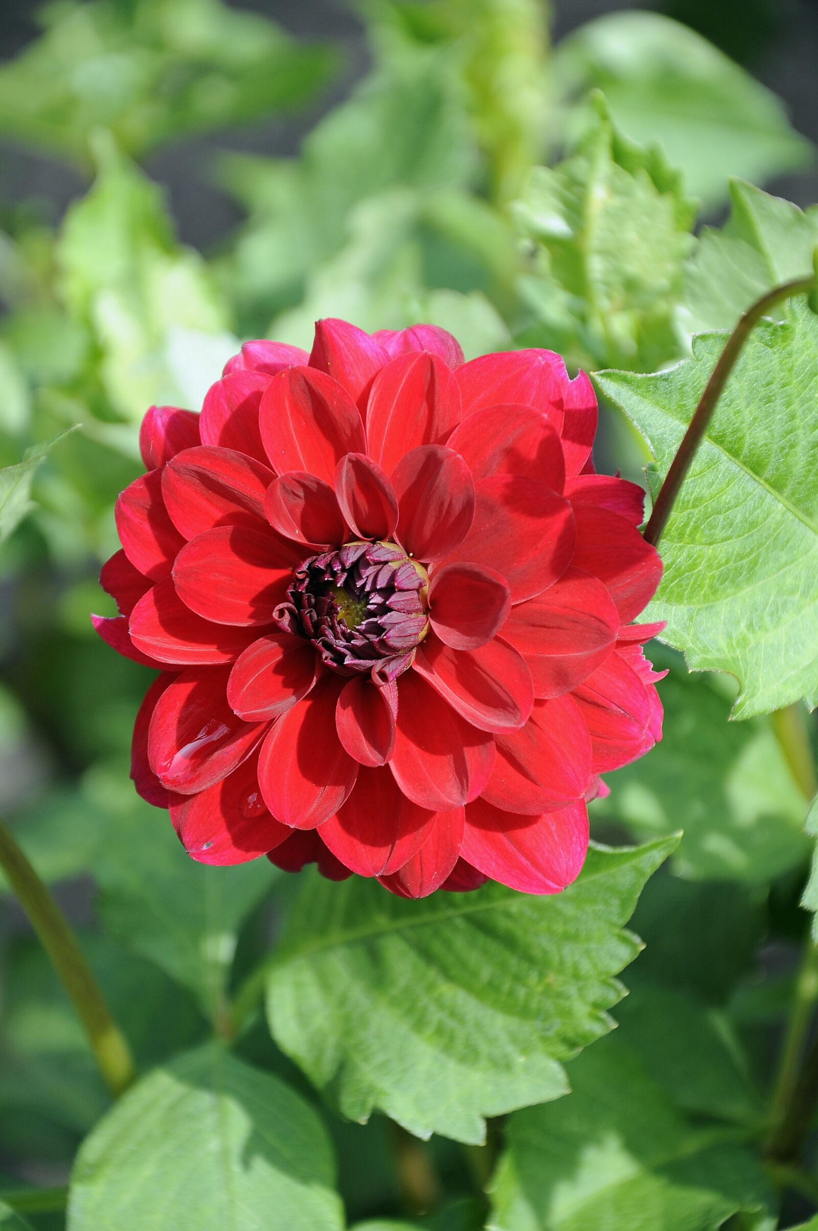 Nikon D90 sample photo. Dahlia, flower, garden plant photography