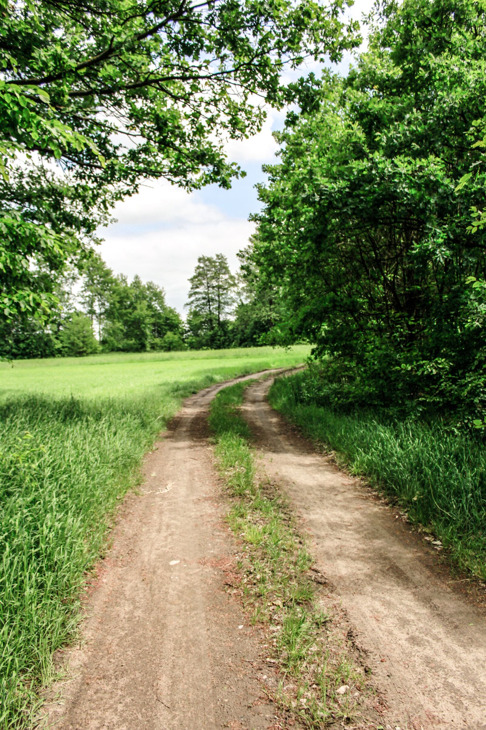 Canon EOS 60D sample photo. Way, meadow, landscape photography