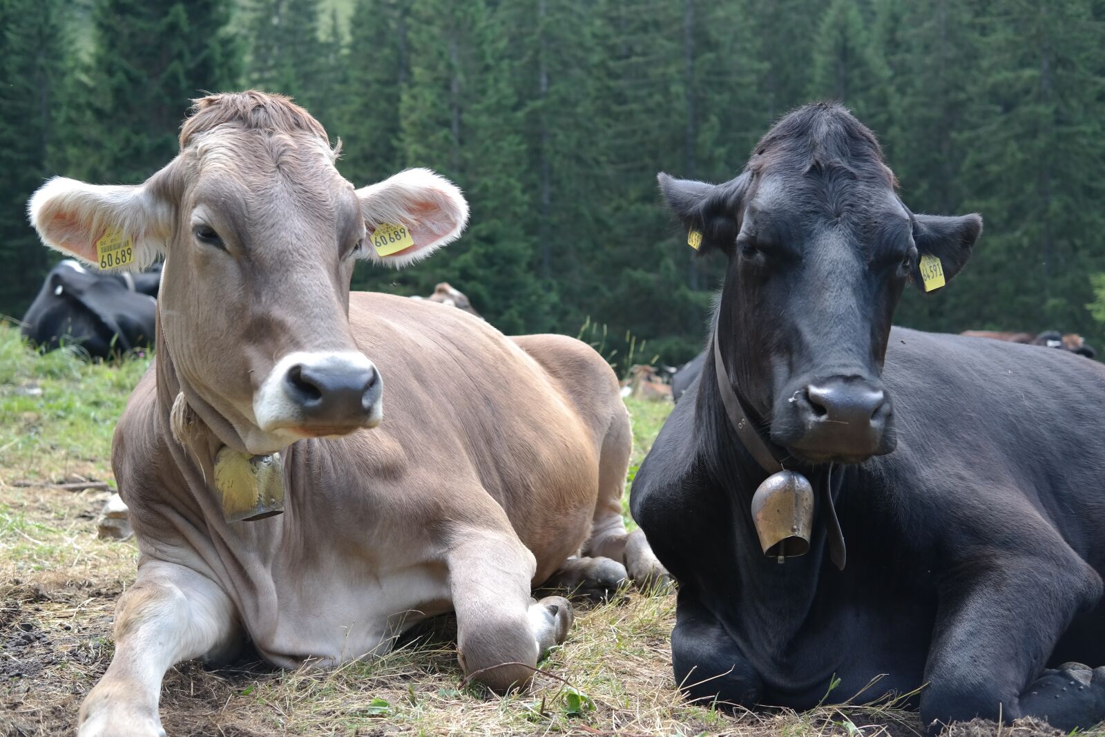 Samsung NX300 sample photo. Cows, animals, cattle photography