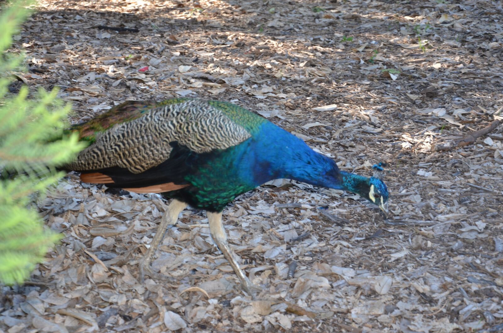 Nikon D7000 sample photo. Peacock, bird, colorful photography