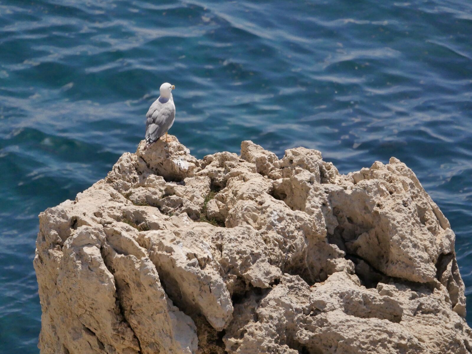 Panasonic Lumix DMC-GH4 sample photo. Sea, bird, nature photography
