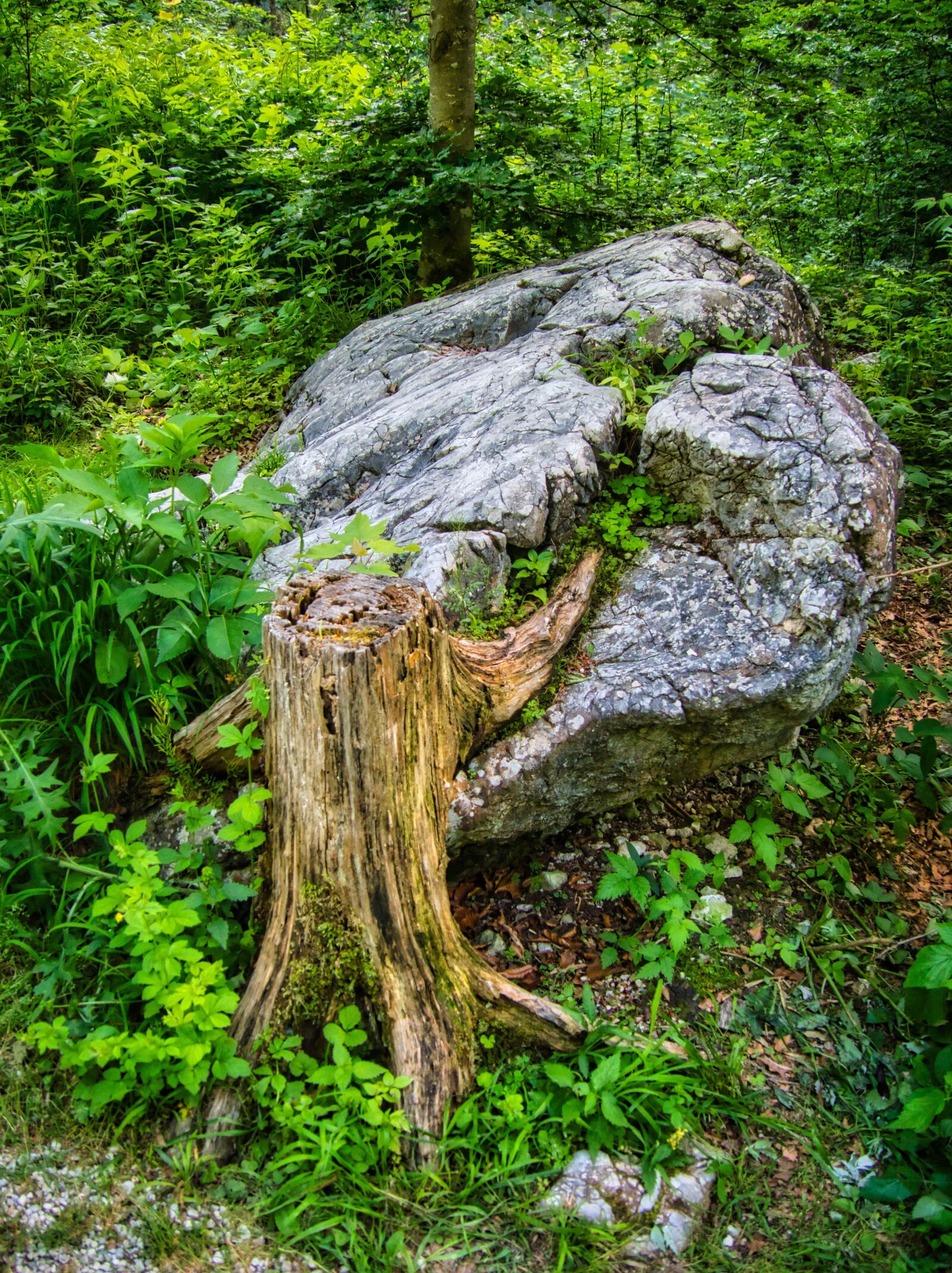 Panasonic DMC-G81 sample photo. Tree stump, stone, alpine photography