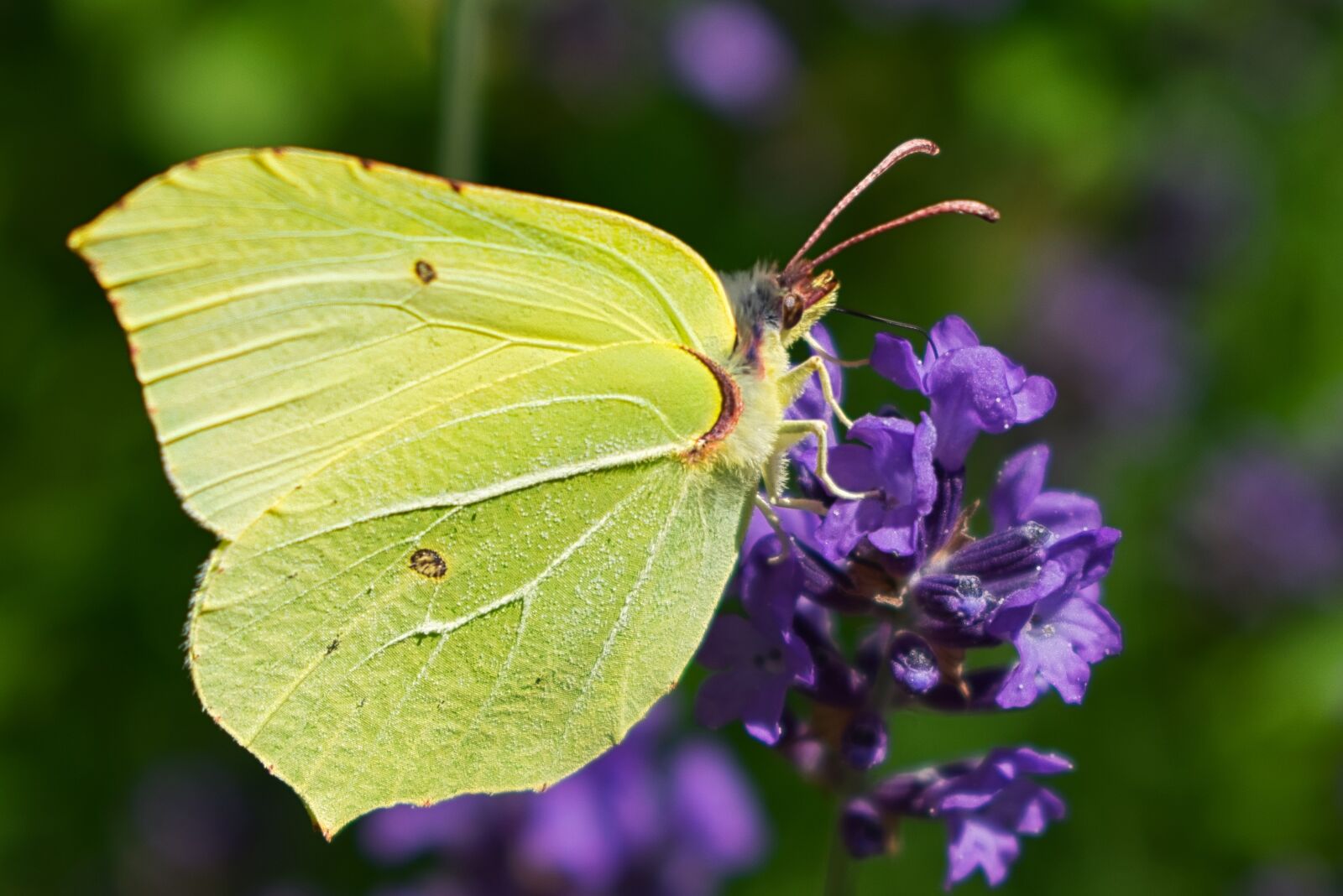 Nikon D3400 sample photo. Single, butterfly, colorful photography