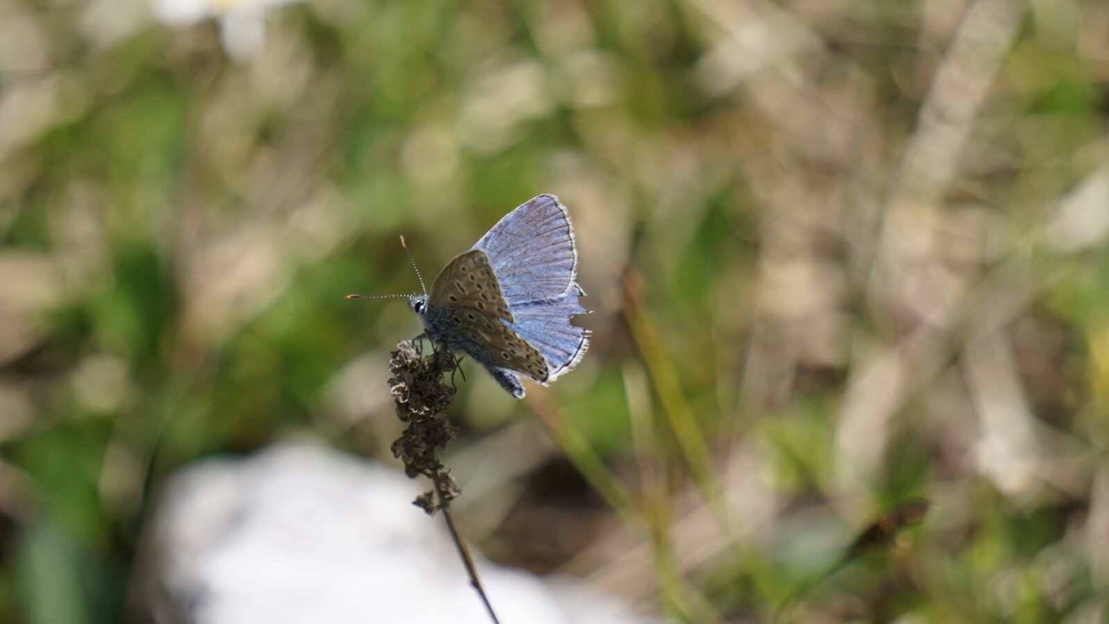 Sony E 55-210mm F4.5-6.3 OSS sample photo. Butterfly, blue, insect photography
