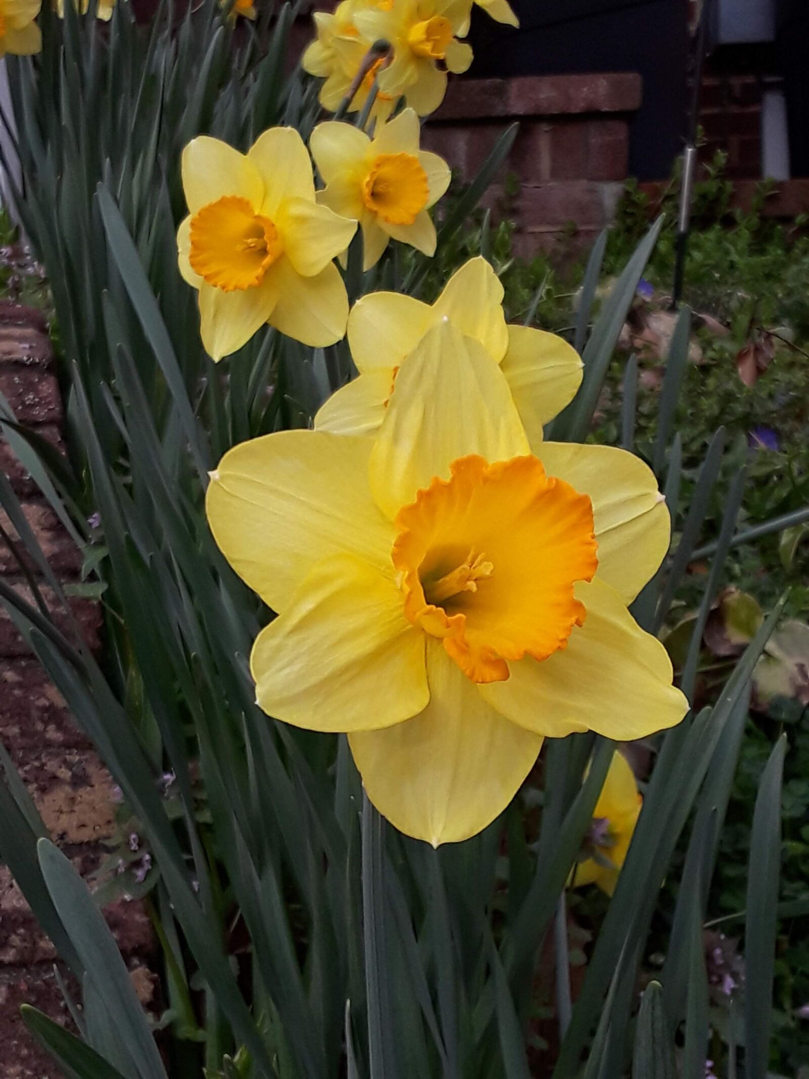 Samsung Galaxy J7 sample photo. Daffodils, spring, april20 photography