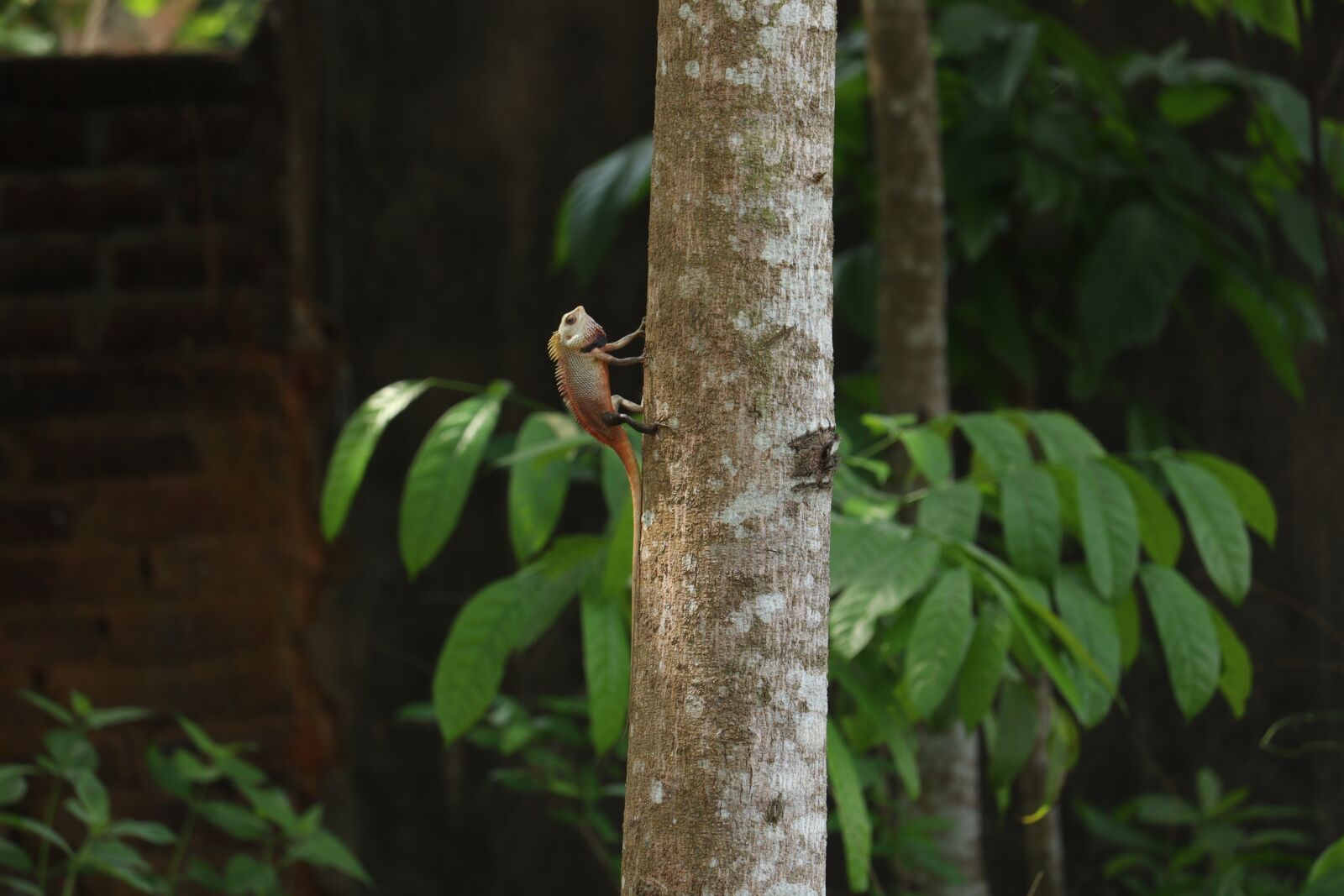 Canon EOS 250D (EOS Rebel SL3 / EOS Kiss X10 / EOS 200D II) sample photo. Chameleon, kerala, tree photography