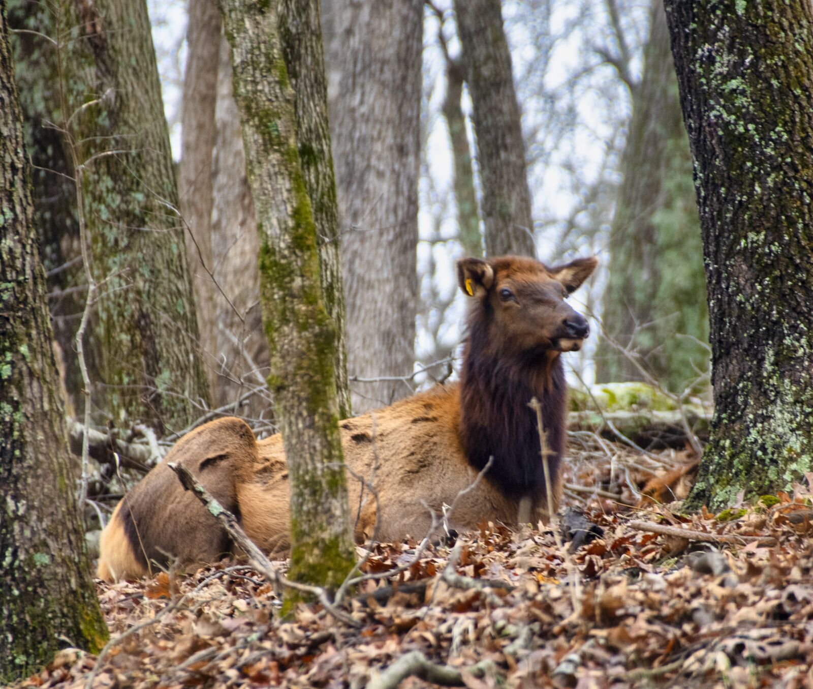 Nikon D850 sample photo. Elk, animal, female photography