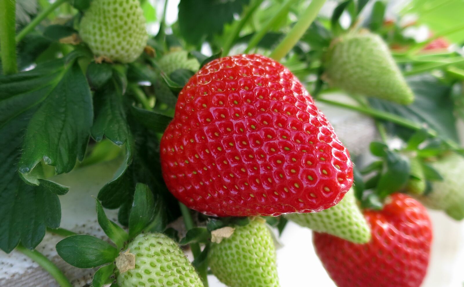 Canon PowerShot S120 sample photo. Strawberry, strawberries, fruit photography
