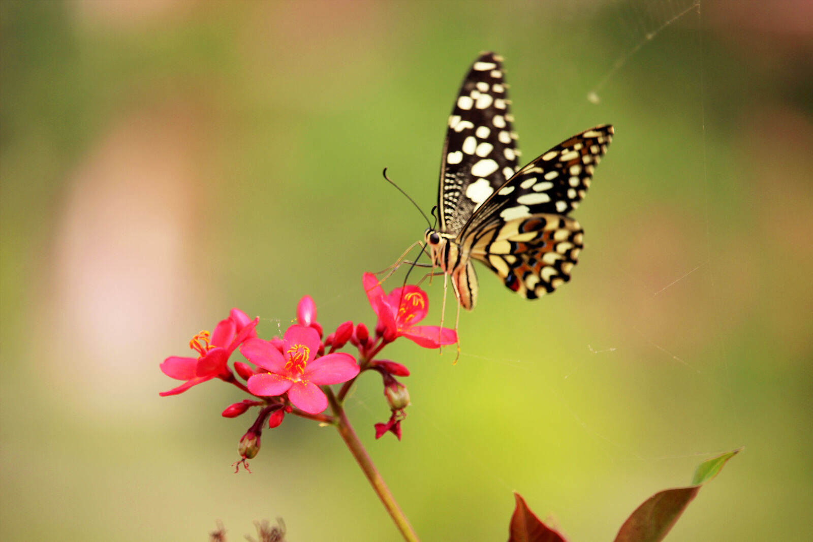 Canon EF-S 55-250mm F4-5.6 IS STM sample photo. Butterfly, hsclicks, hsphotography, nature photography