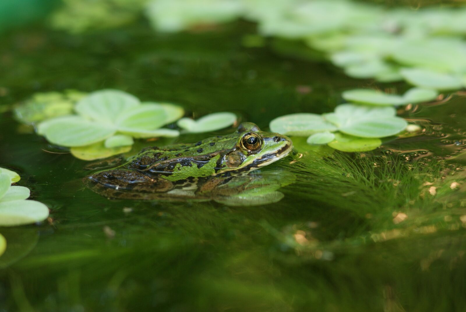 Sony Alpha DSLR-A290 sample photo. The frog, śmieszka, water photography