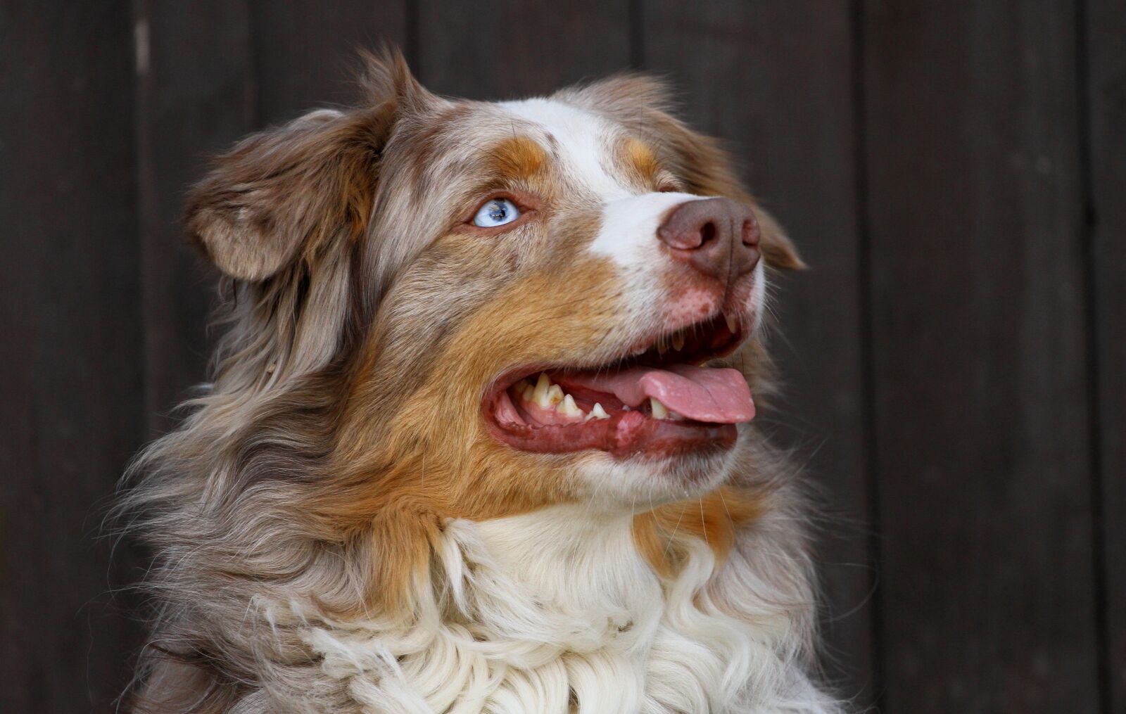 Canon EOS 7D sample photo. Odin, male, australian shepherd photography