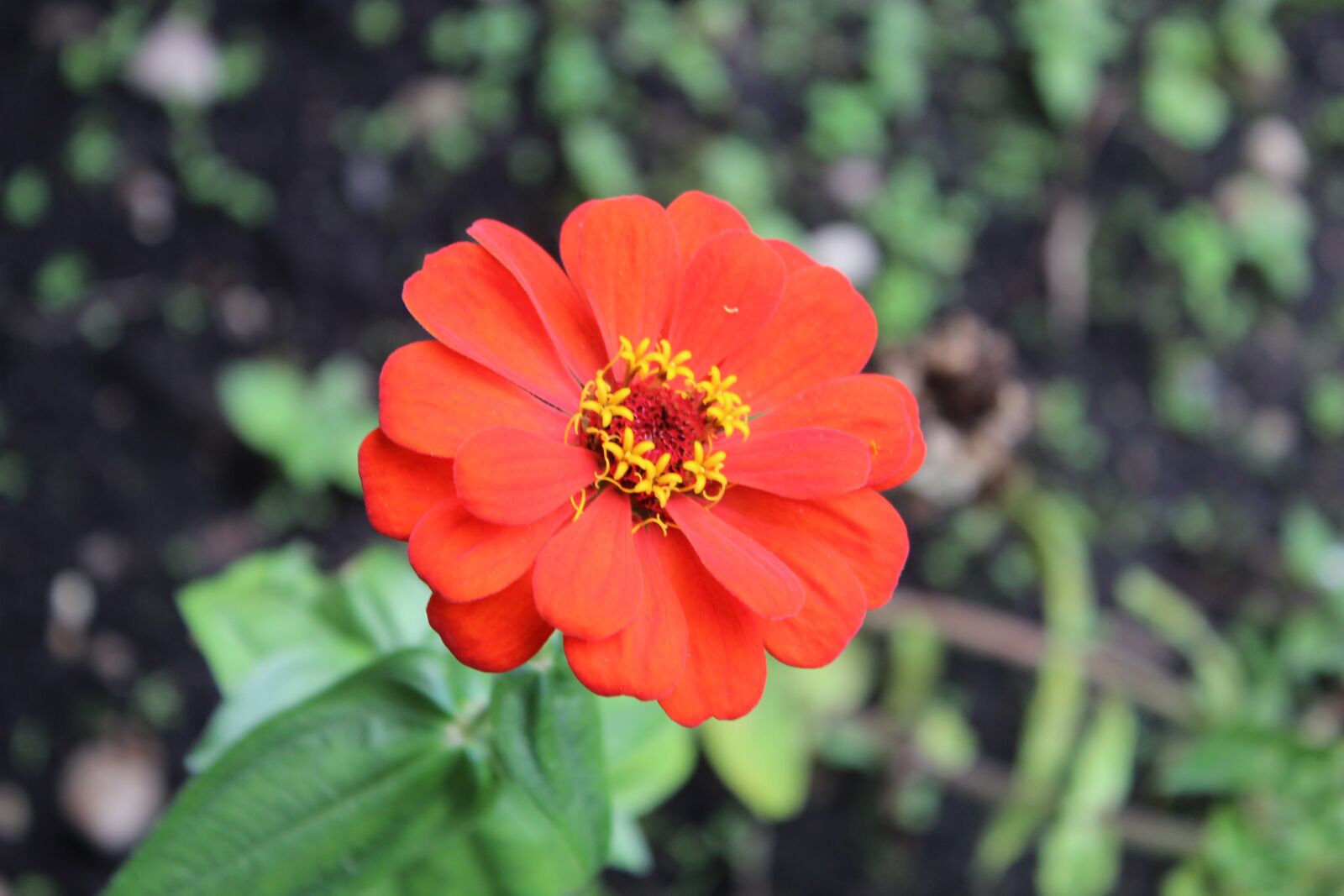 Canon EOS 600D (Rebel EOS T3i / EOS Kiss X5) sample photo. Flower, red, plant photography