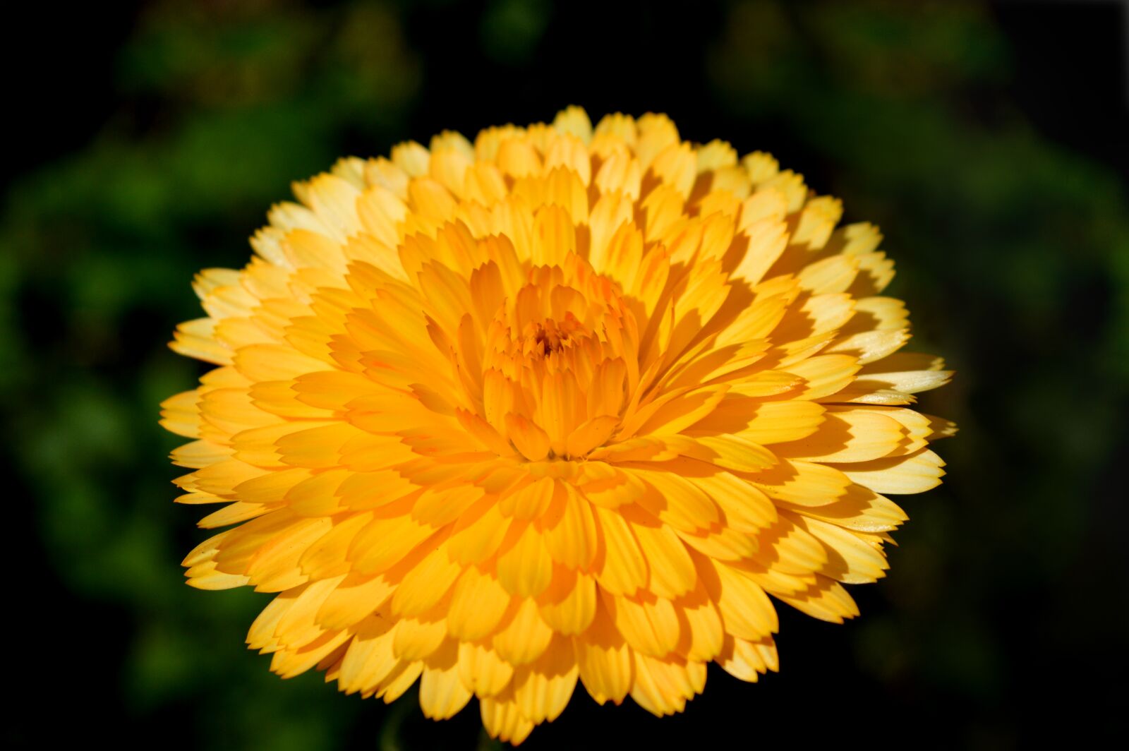 Nikon D3200 sample photo. Marigold, filled marigold, blossom photography