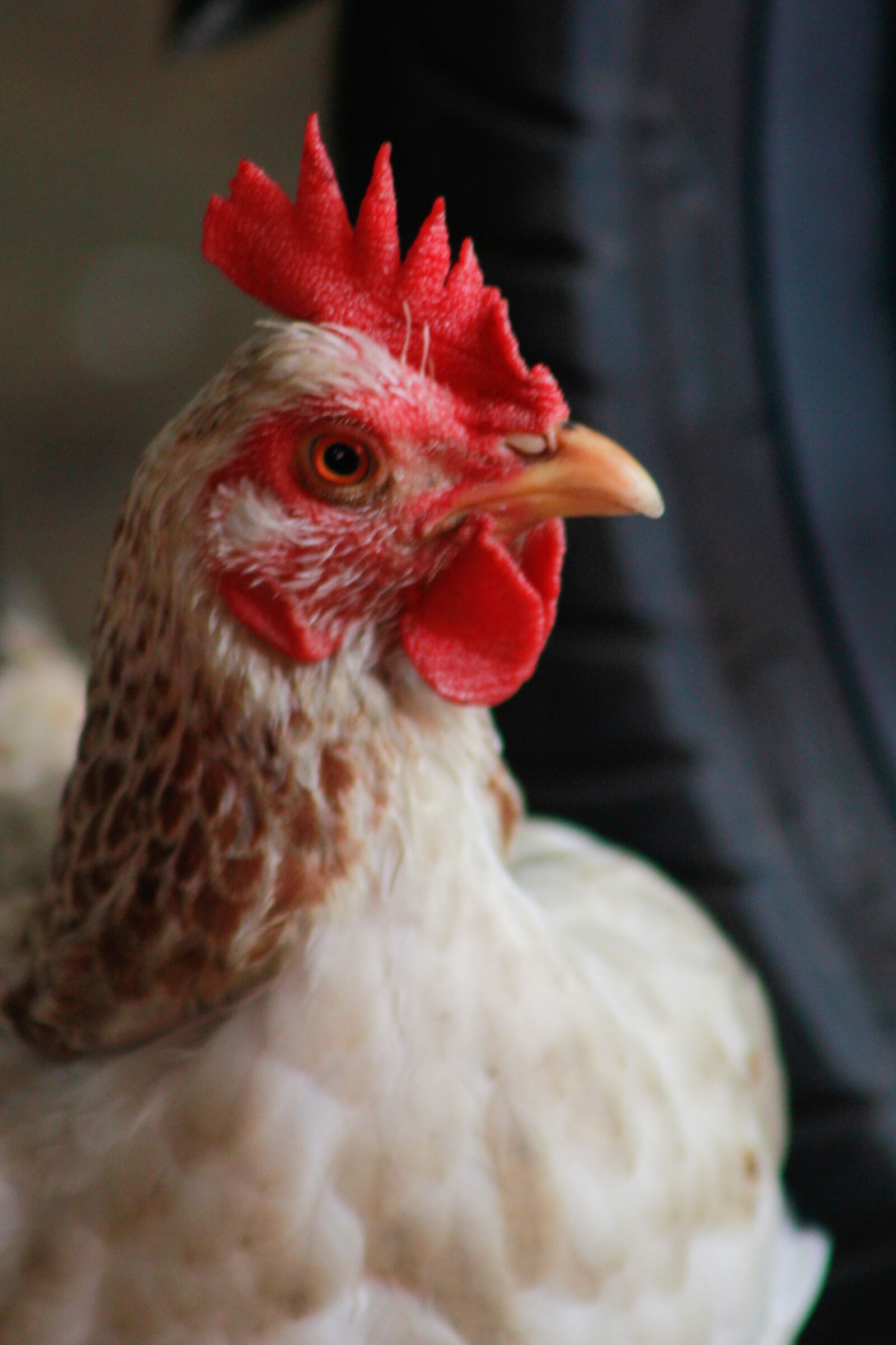 Canon EOS 60D sample photo. Hen, red, chiken photography