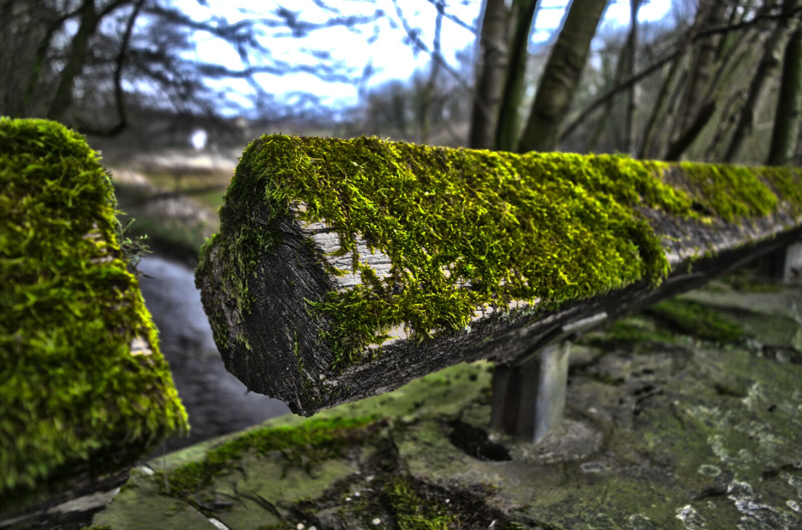 Nikon D5300 sample photo. Moss, hdr, wood photography