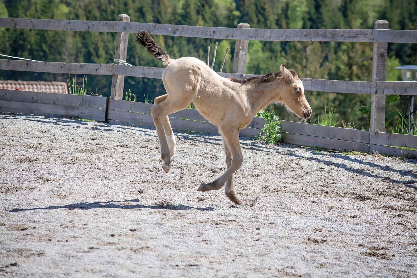Nikon D7100 sample photo. Riding pony foal, foal photography
