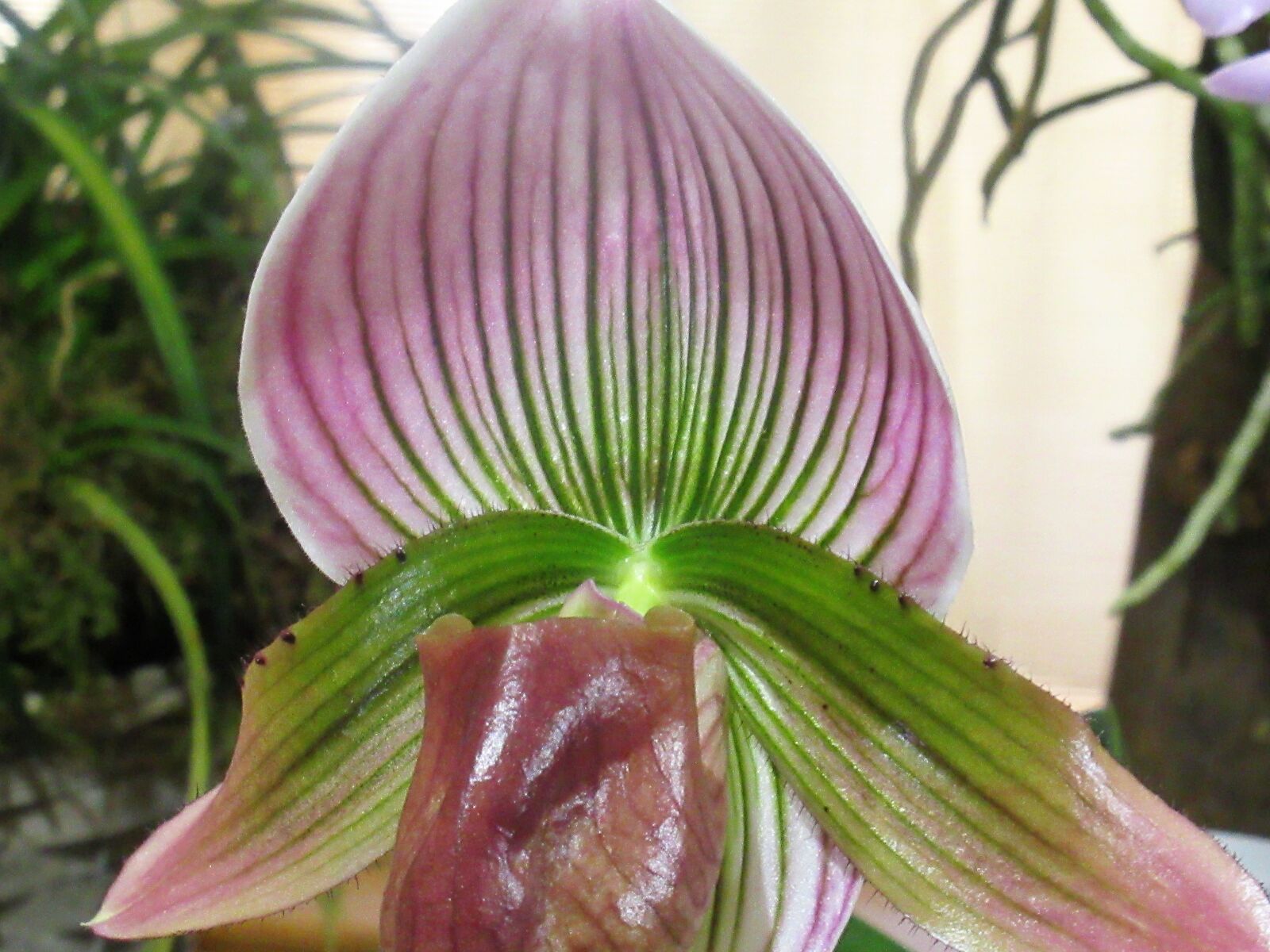 Canon PowerShot SX620 HS sample photo. Orchid, flower, purple photography
