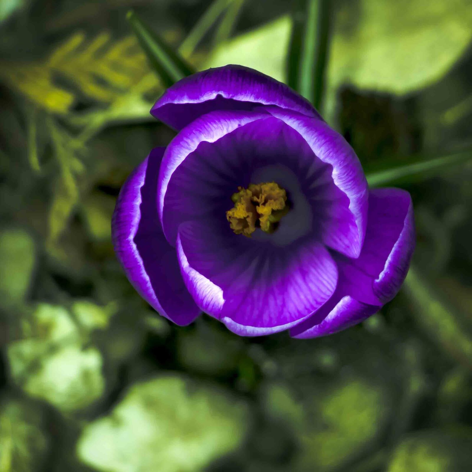 Canon EOS 760D (EOS Rebel T6s / EOS 8000D) sample photo. Flower, nature, plant photography