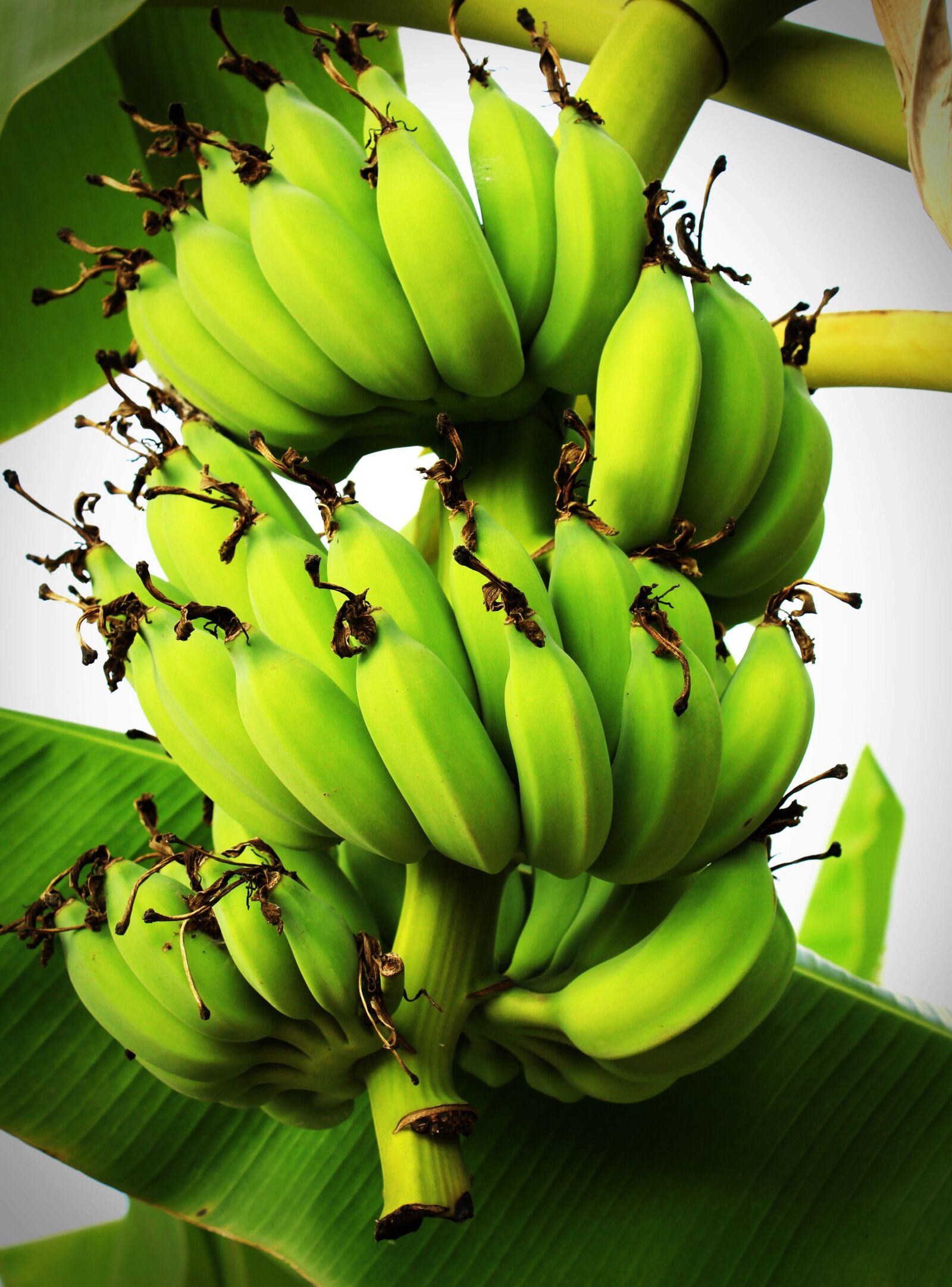 Canon EOS 650D (EOS Rebel T4i / EOS Kiss X6i) sample photo. Banana, tree, green photography