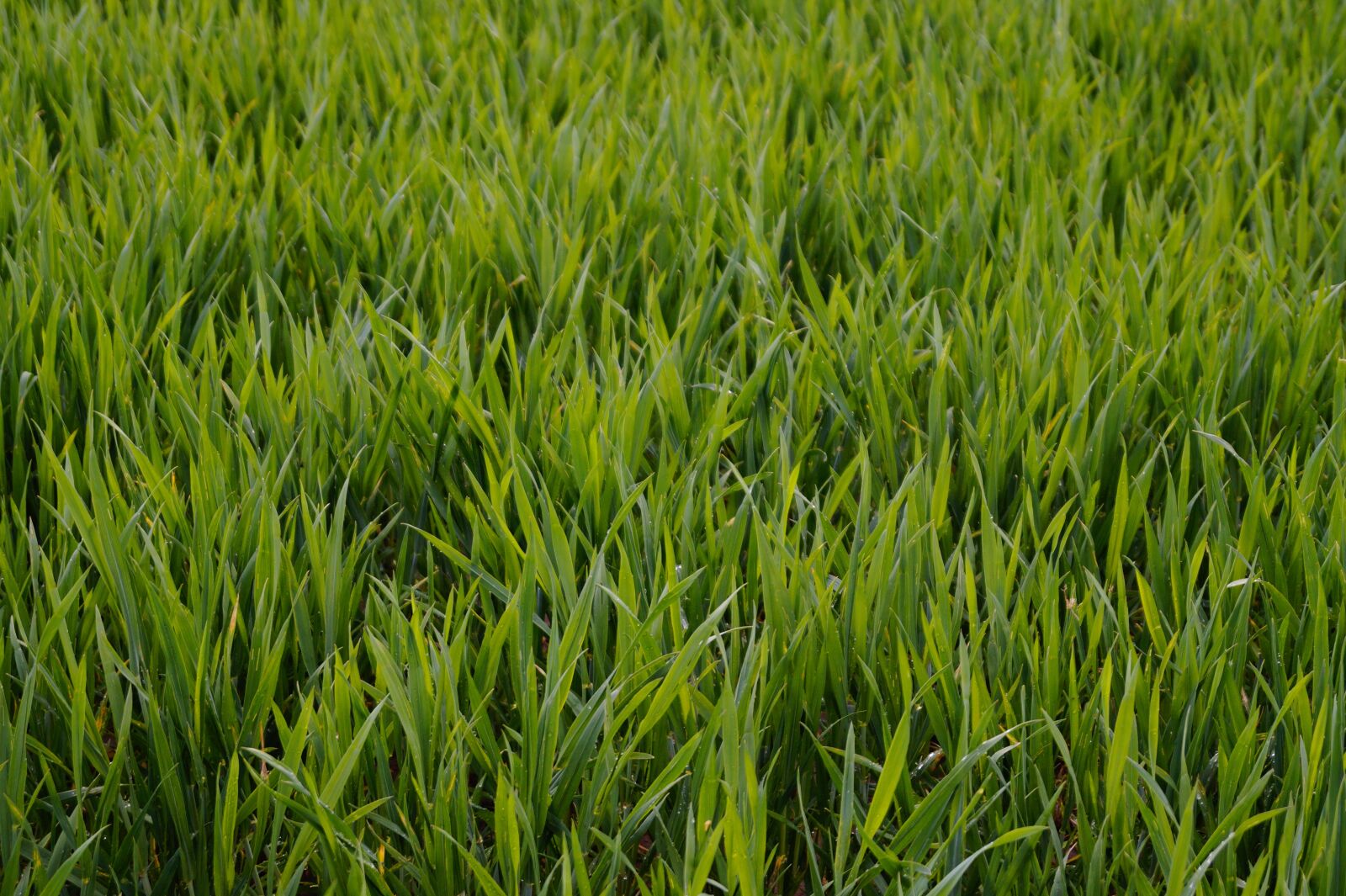 Sony SLT-A58 sample photo. Field, wheat, cereals photography