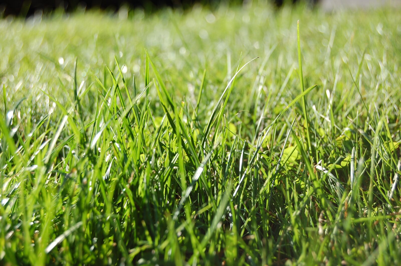 Nikon D40 sample photo. Grass, cultivation, field photography