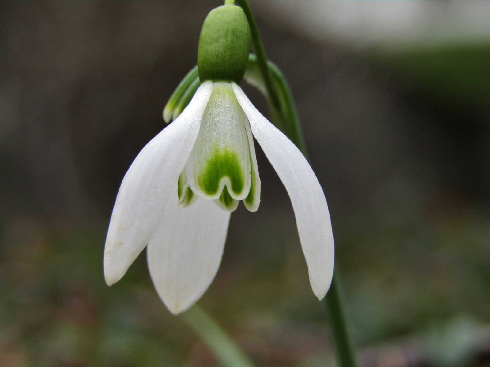 Canon POWERSHOT SX432 IS sample photo. Snowdrop, winter, spring photography