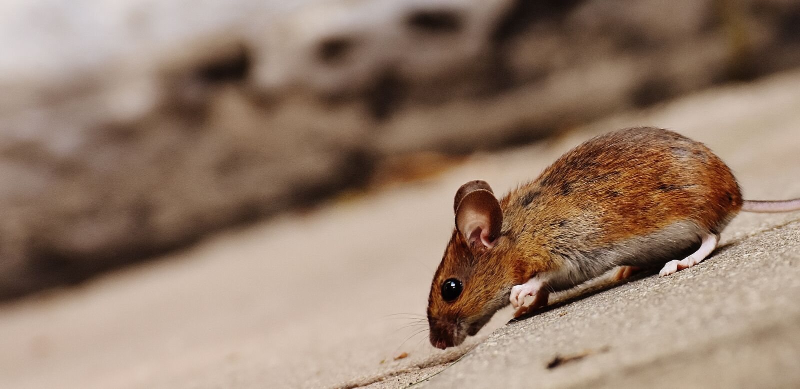 Nikon D7200 sample photo. Mouse, rodent, cute photography