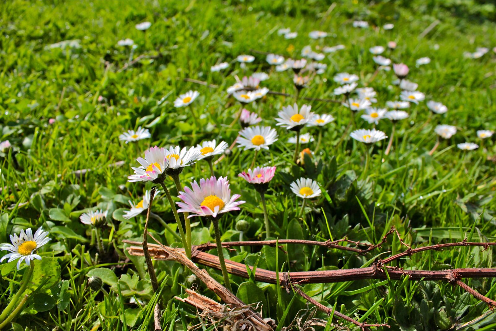 Canon EOS 600D (Rebel EOS T3i / EOS Kiss X5) sample photo. Scotland, edinburgh, places of photography