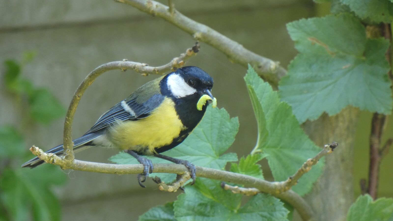 Panasonic DC-FZ83 sample photo. Koolmeesje, garden bird, nature photography