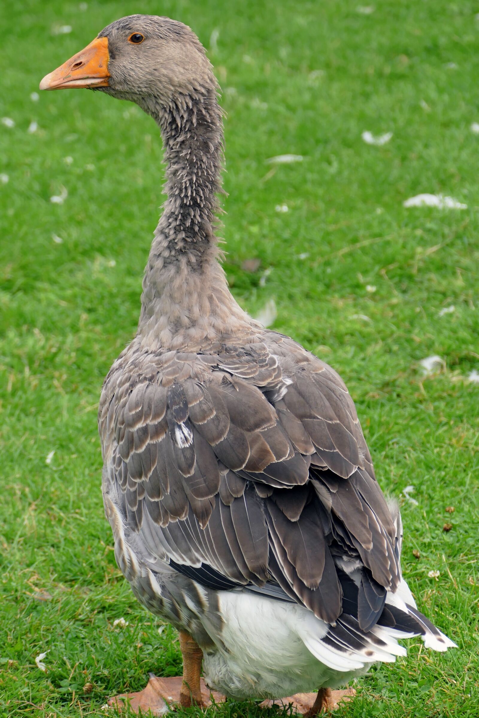 Panasonic Lumix DMC-FZ1000 sample photo. Goose, bird, water bird photography