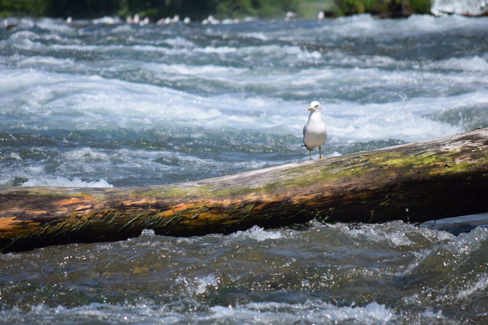 Nikon D3300 sample photo. River, bird, log photography