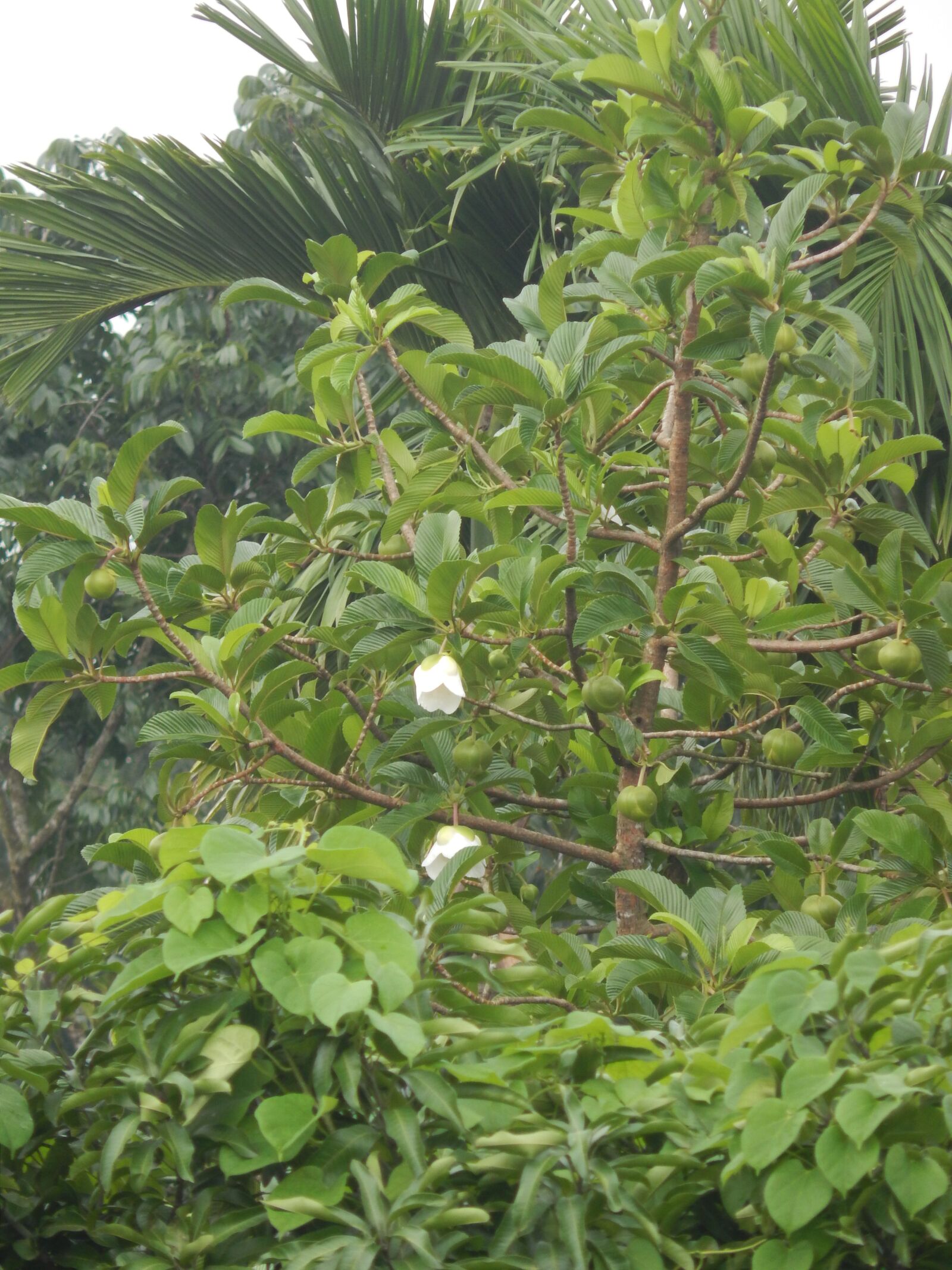 Nikon Coolpix L820 sample photo. Elephant apple, fruit tree photography