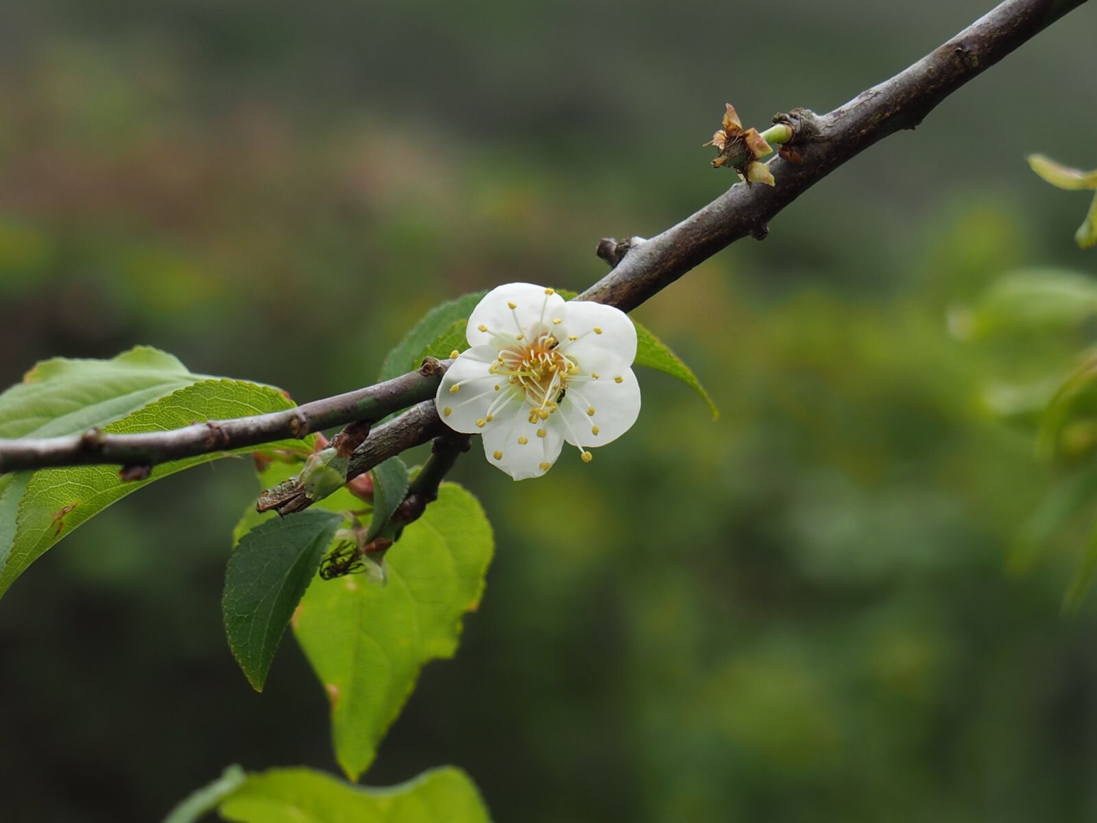 OLYMPUS M.14-150mm F4.0-5.6 II sample photo. Taiwan, polaris, plum photography