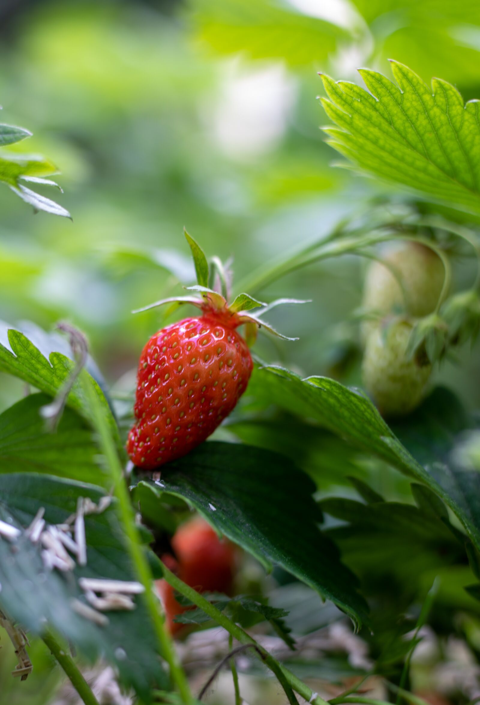 Canon EF 50mm F1.8 STM sample photo. Strawberries, garden, red photography