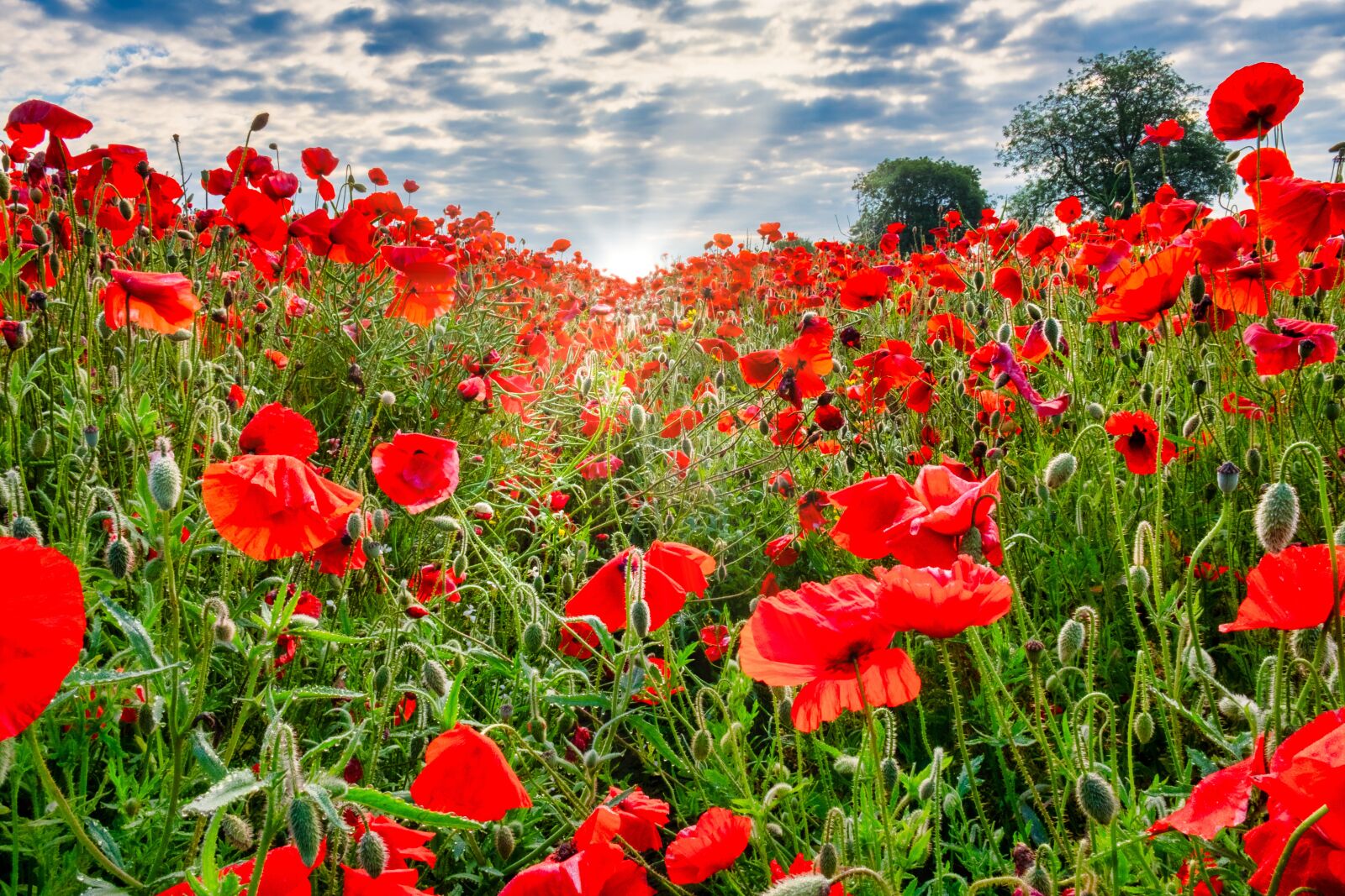 Fujifilm X-T2 sample photo. Poppies, field, yorkshire photography