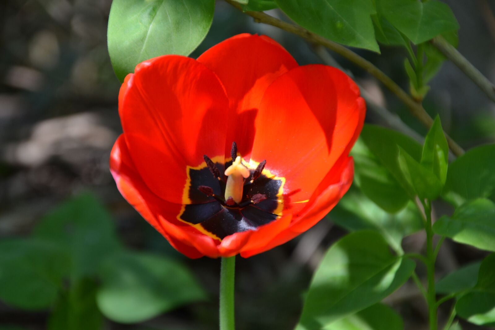 Nikon D3100 sample photo. Flower, tulip, spring photography