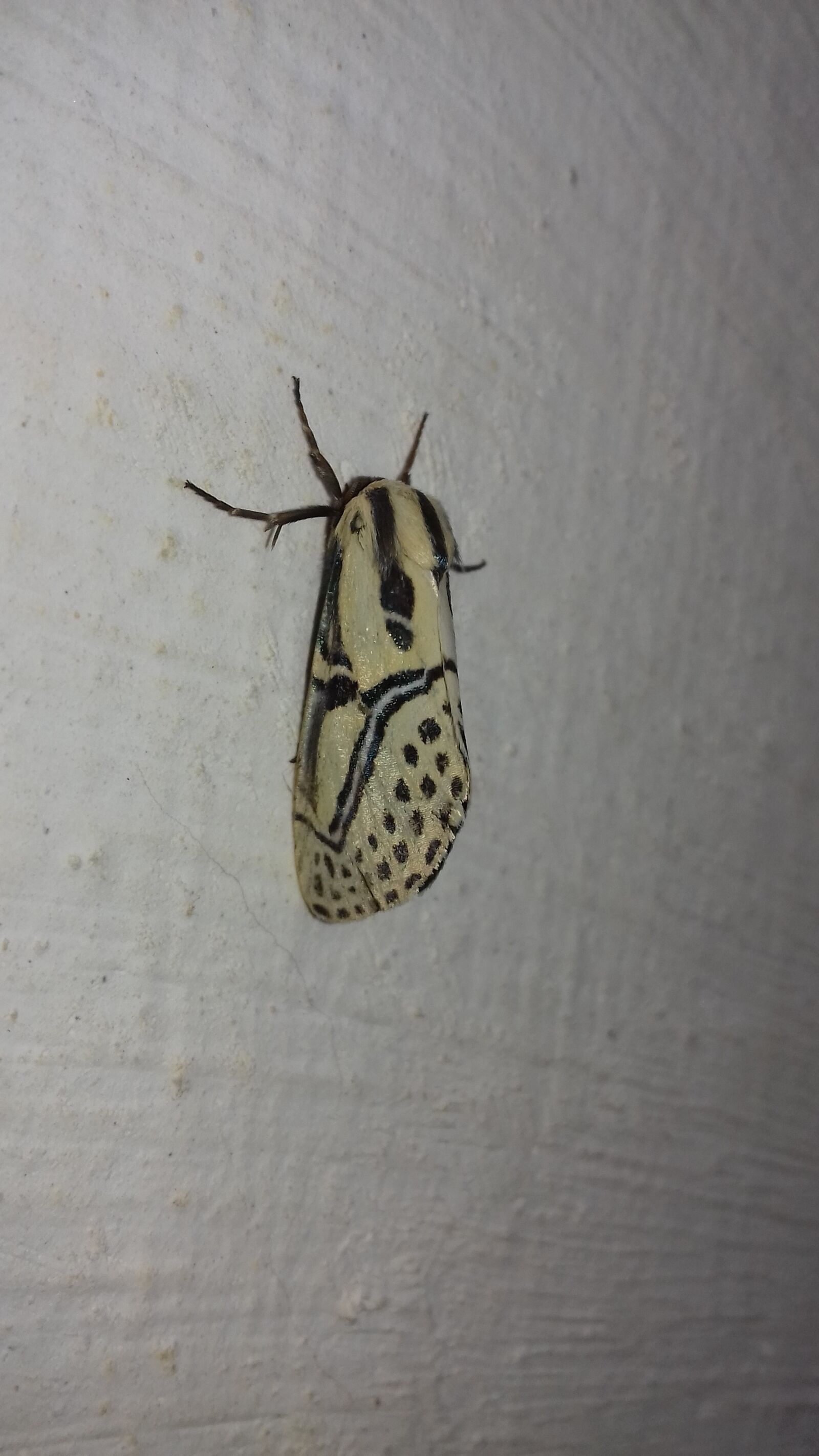 Samsung Galaxy J3(2016) sample photo. Mariposa, butterfly, lepidopteran photography
