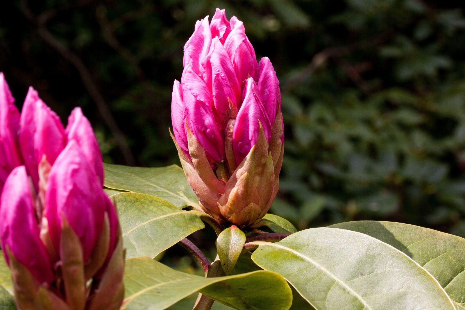 Canon EOS 50D sample photo. Rhododendron, traub notes, doldentraub photography