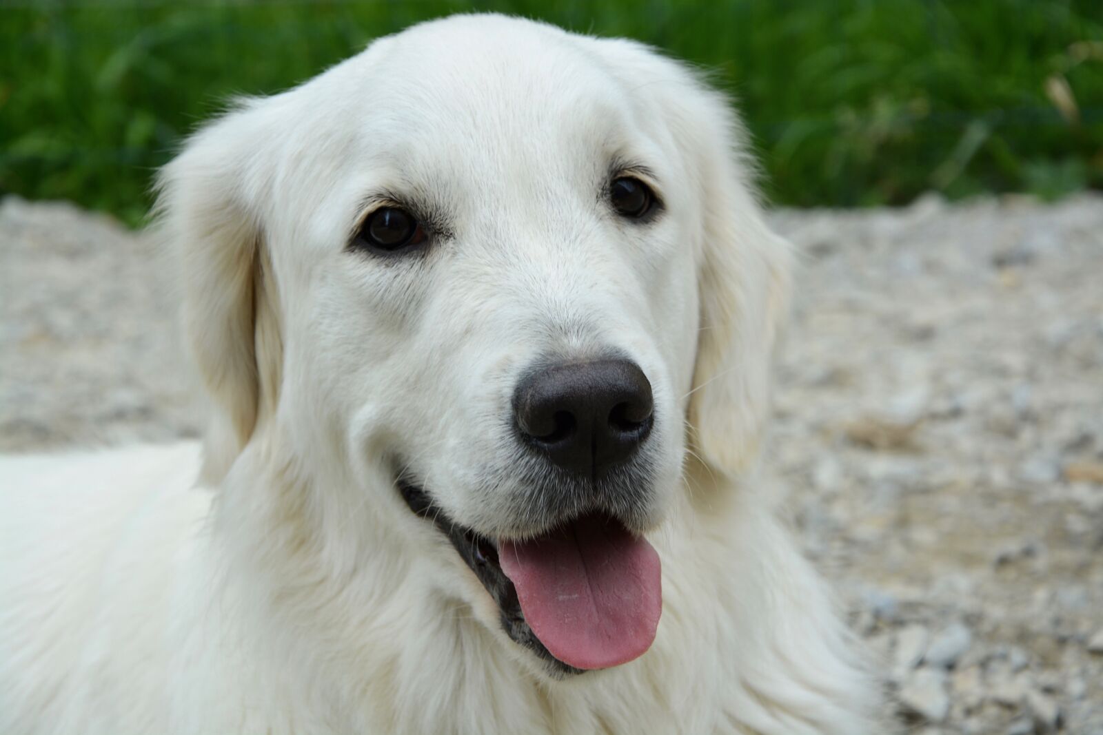 Nikon D5200 sample photo. Dog, bitch, golden retriever photography