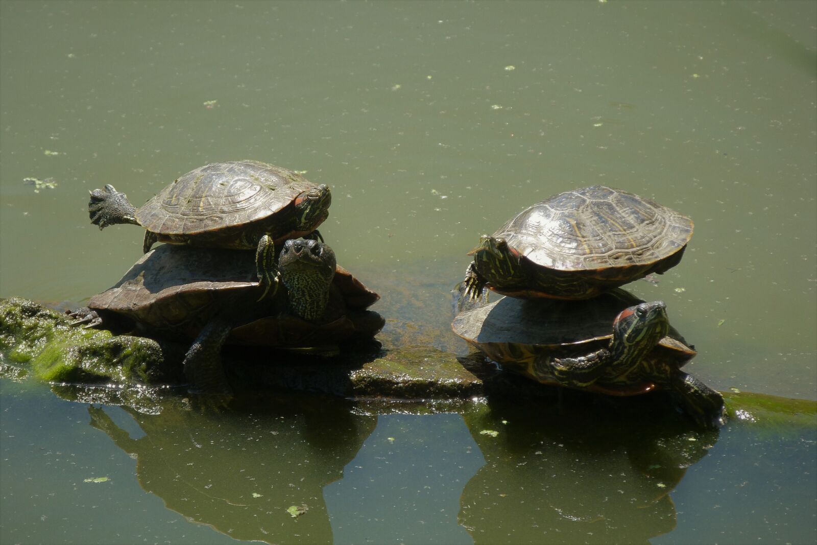 Panasonic Lumix DMC-FZ40 (Lumix DMC-FZ45) sample photo. Turtles, balance, nature photography