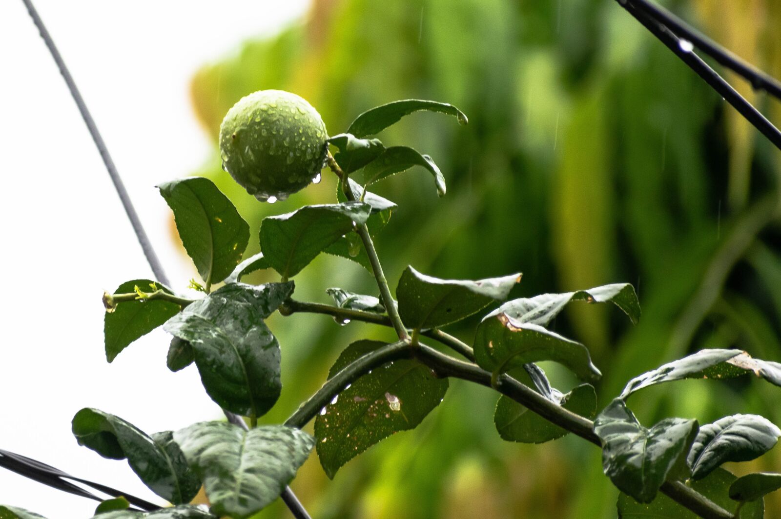 Nikon D3300 sample photo. Lemon, fruit, rain photography