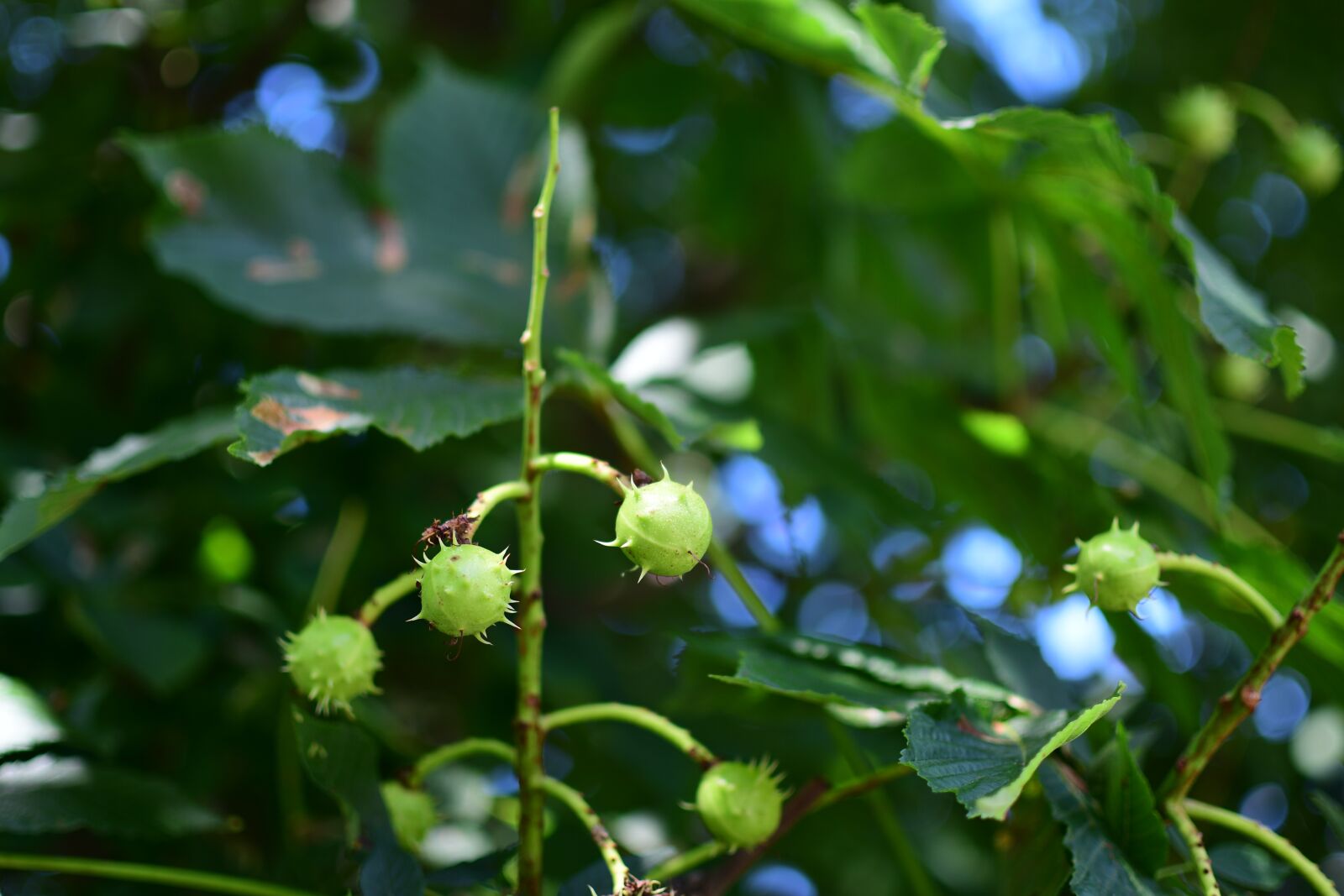Nikon D7500 sample photo. Tree, chestnut, foliage photography