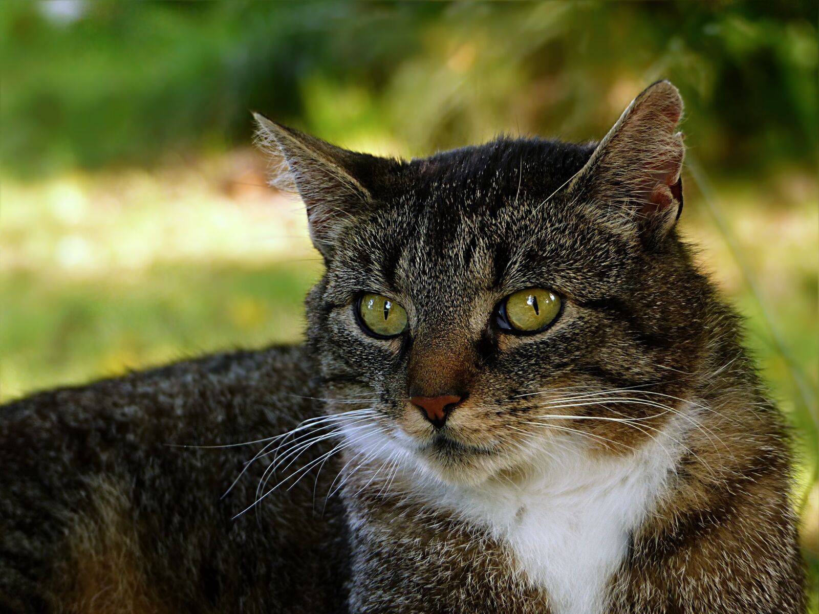 Panasonic Lumix DMC-FZ200 sample photo. Animal, cat, domestic cat photography