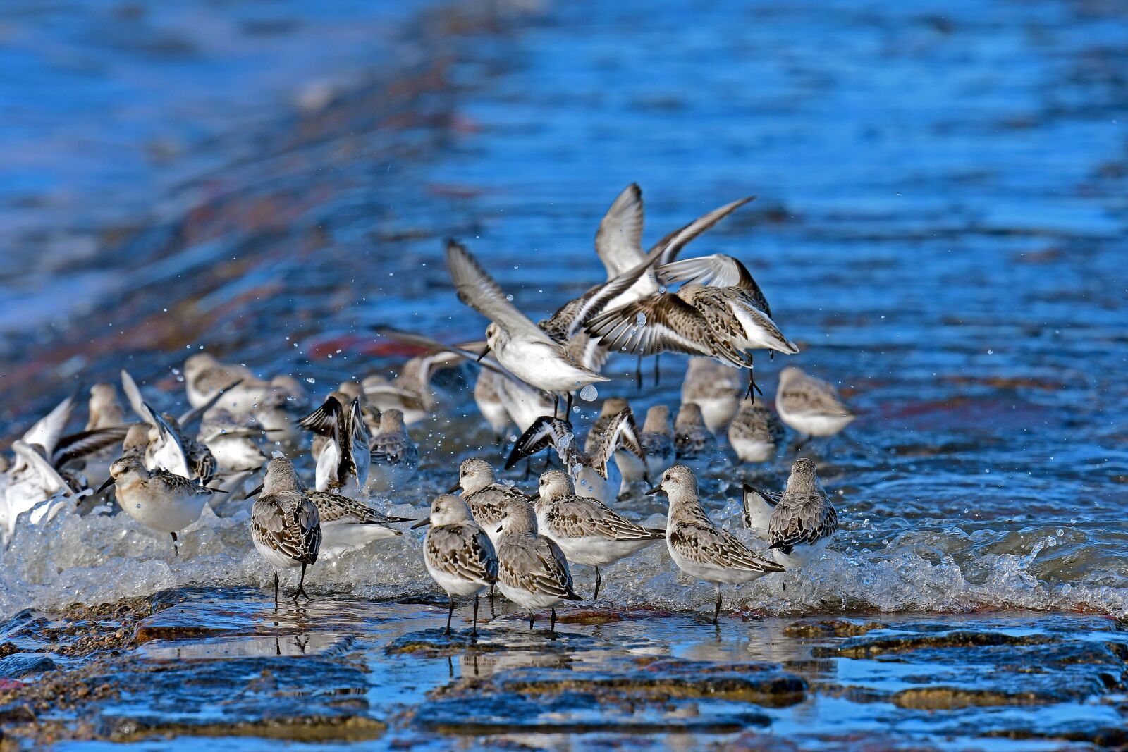 Nikon D500 sample photo. Sanderlings, north sea, limicoline photography