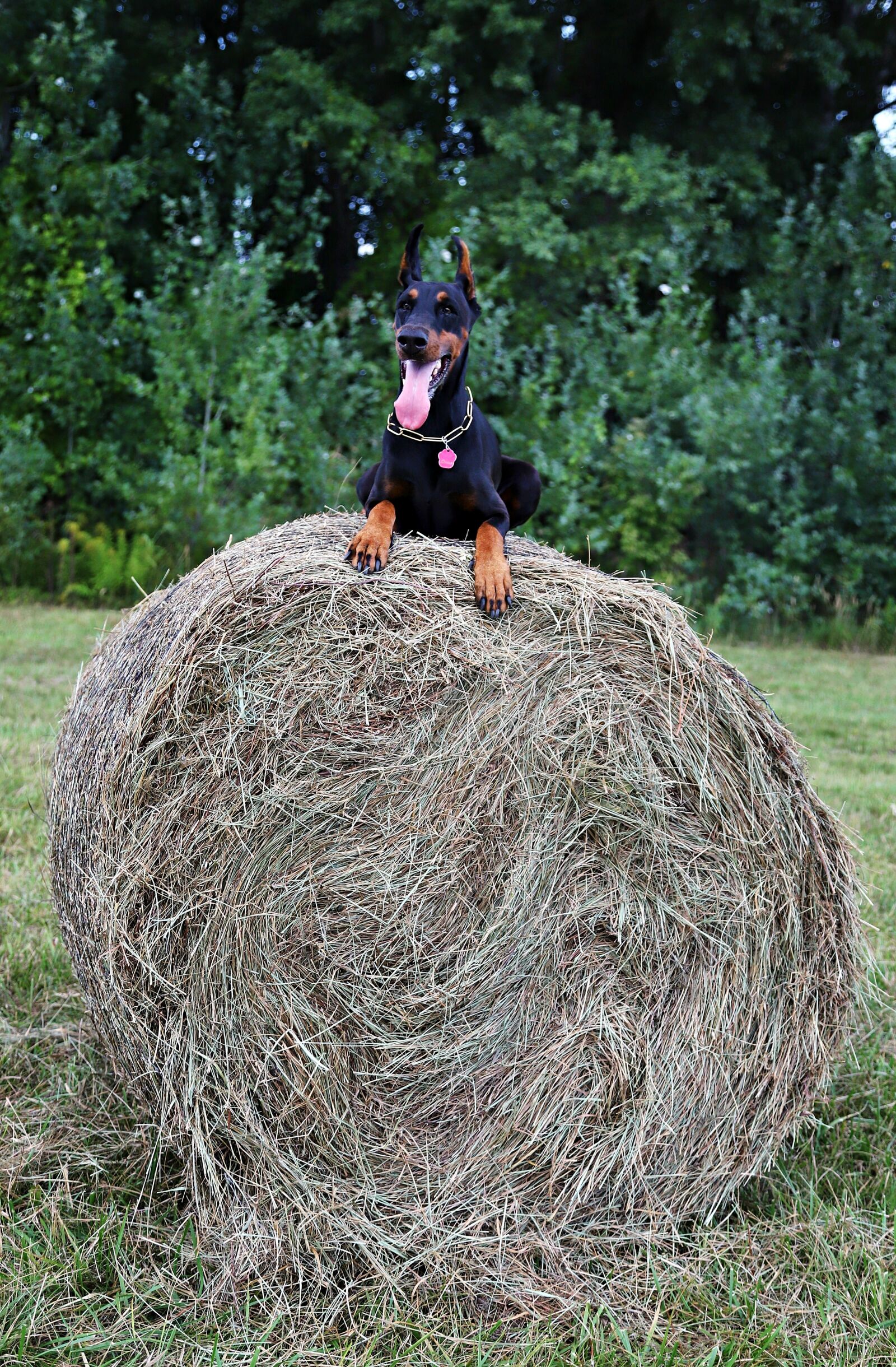 Canon EOS 6D Mark II sample photo. Doberman, dog, haystack photography