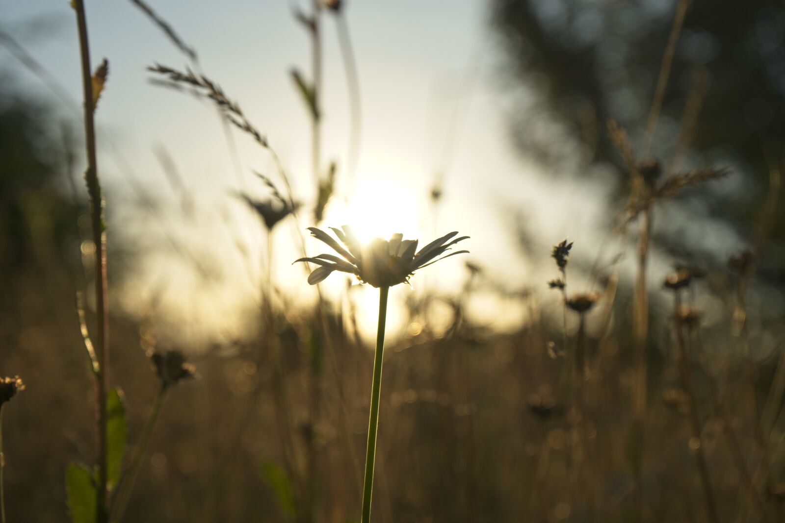 Sony a7 sample photo. Sunbeam, sunflower, summer photography