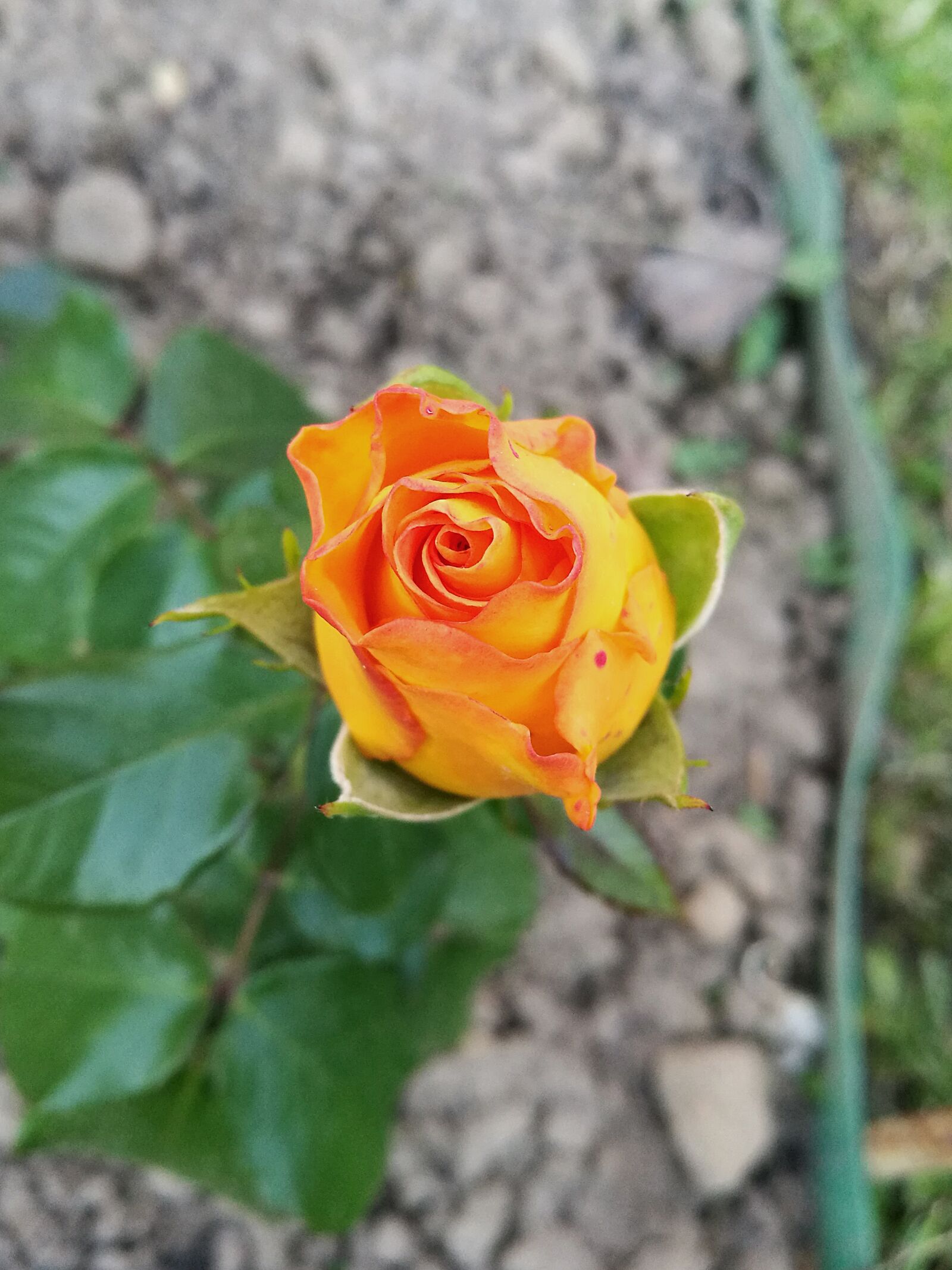 HUAWEI P9 sample photo. Rose, bud, yellow rose photography